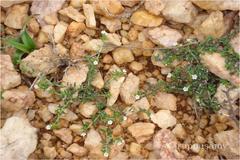 Heliotropium scabrum